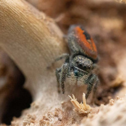 phidippus ardens