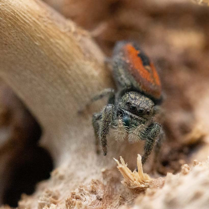 phidippus ardens phidippus ardens