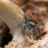 phidippus ardens
