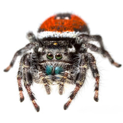 phidippus carneus