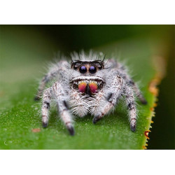 phidippus regius bahamas