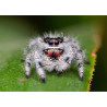 phidippus regius bahamas