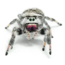 phidippus apalachicola