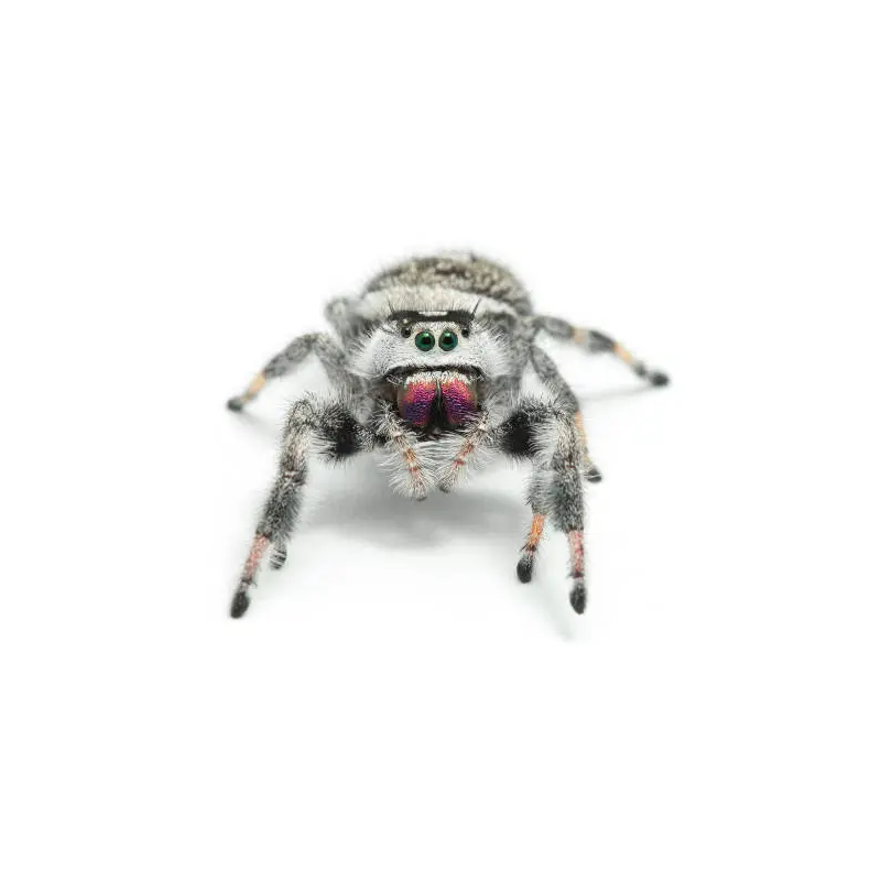 phidippus apalachicola phidippus apalachicola