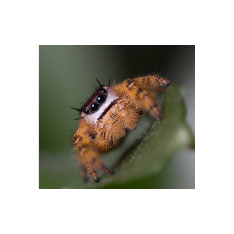 Spoody Liscious Phidippus Otiosus Jumping Spider