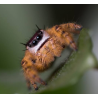 Spoody Liscious Phidippus Otiosus Jumping Spider