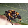 Spoody Liscious Phidippus Otiosus Jumping Spider