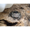 phidippus apalachicola unsexed